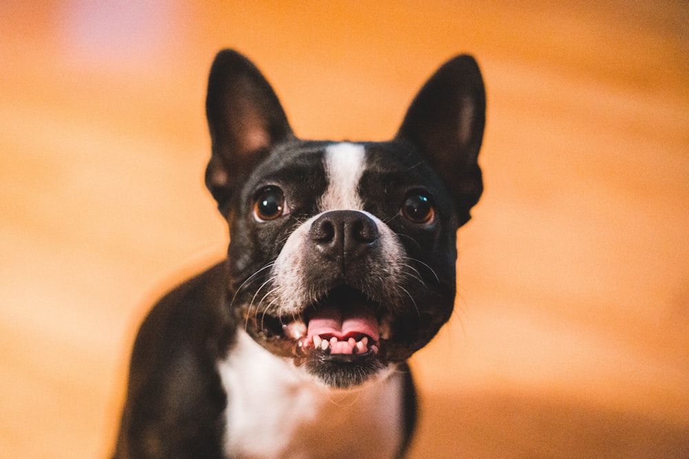 a small black and white dog sitting on top of a wooden floor