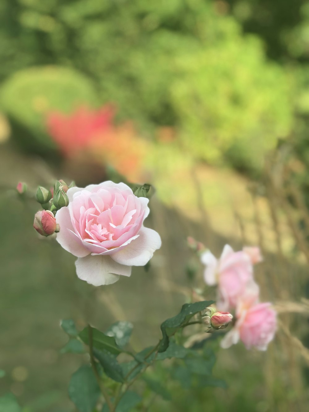 pink and white rose flower