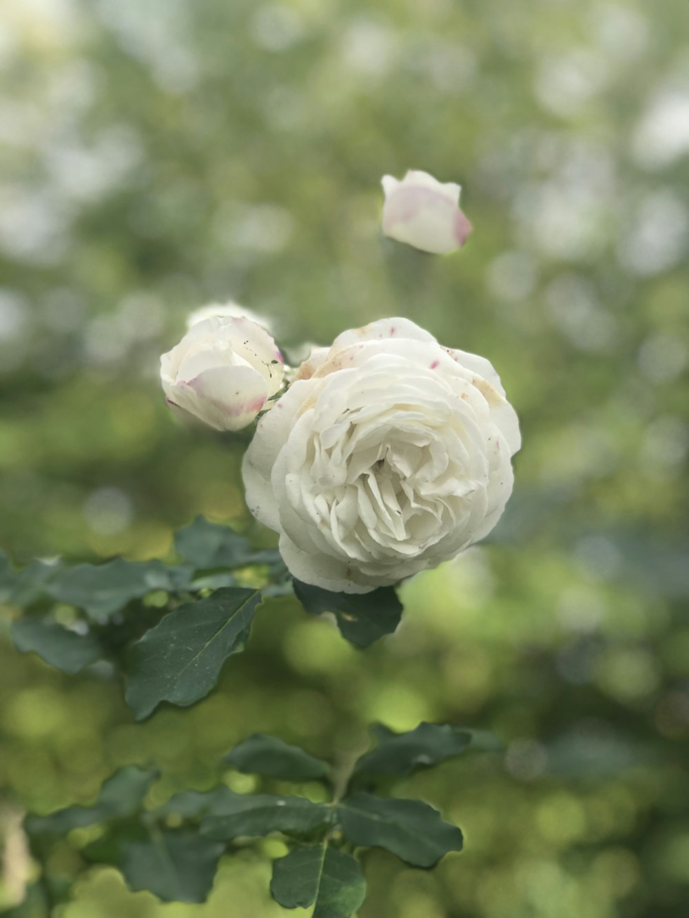 white rose flower