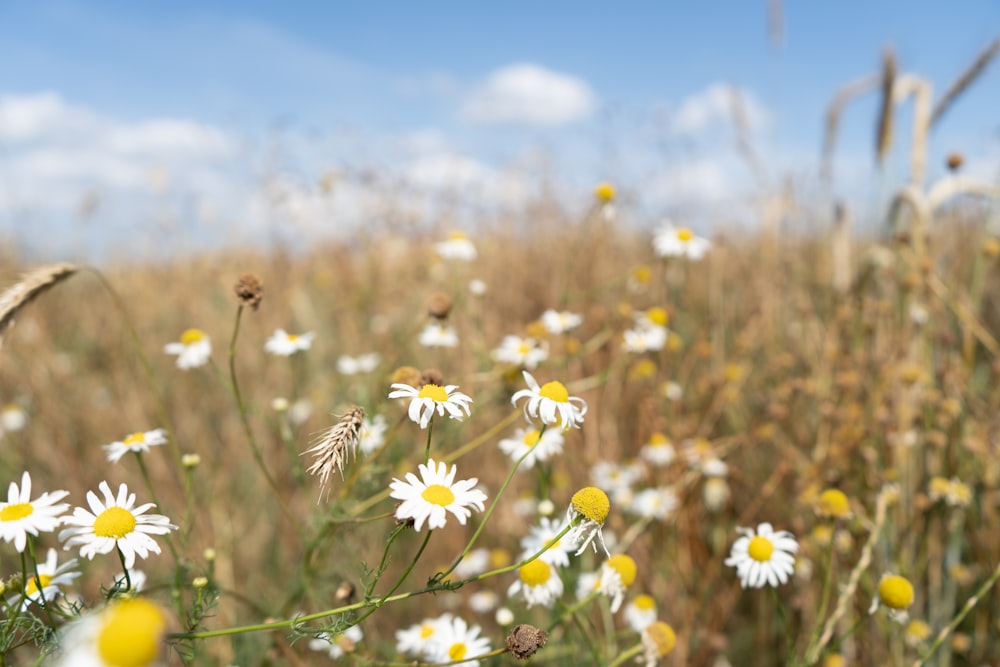 blooming white flower