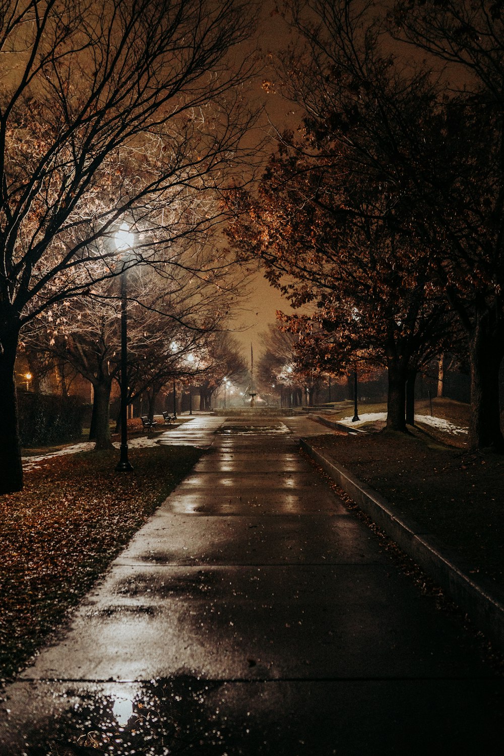 야간에는 나무 사이의 콘크리트 도로