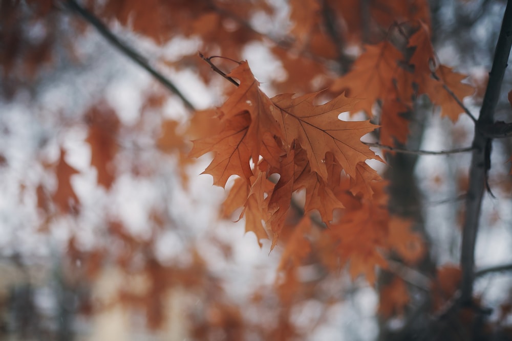 brown maple leaf