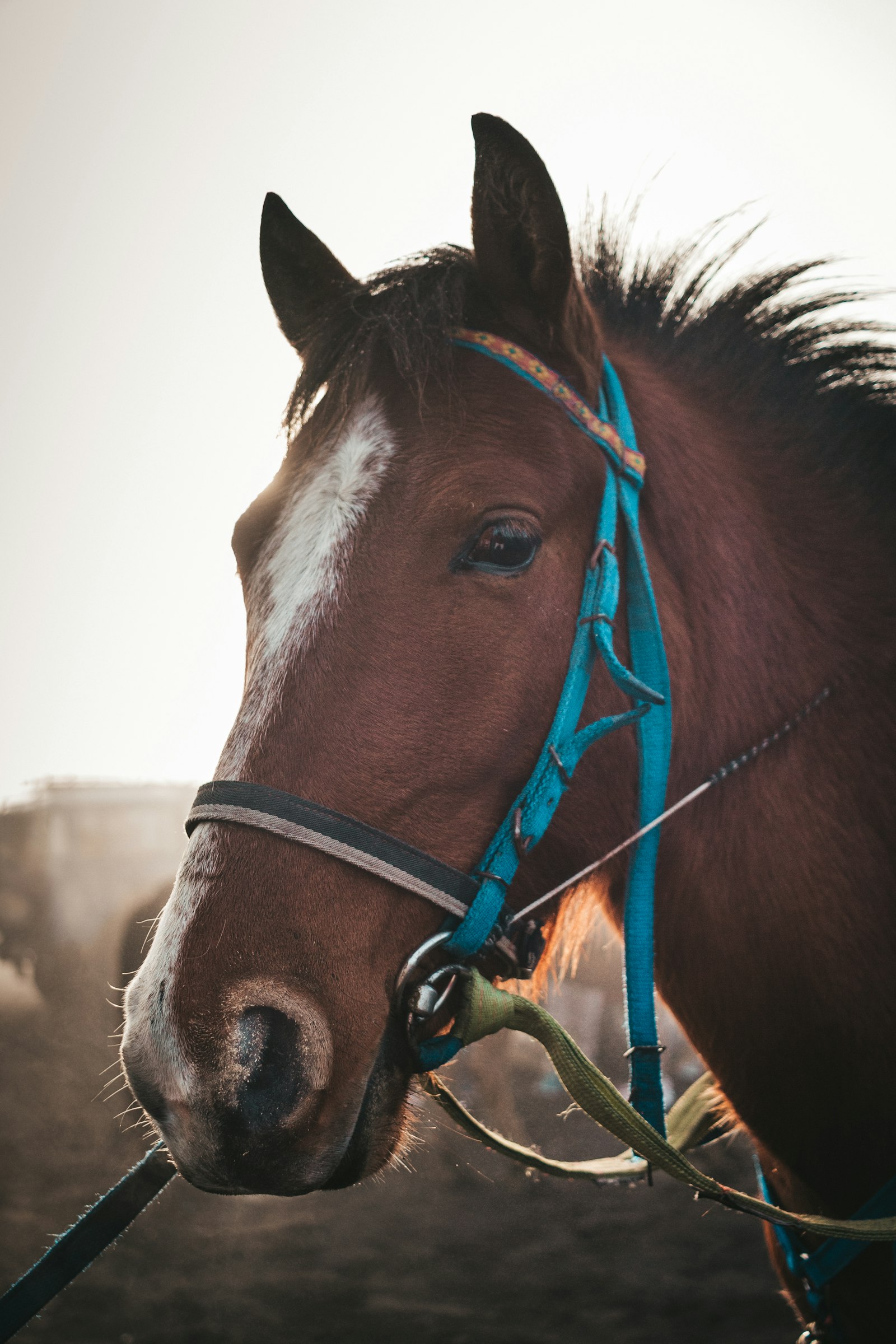 Canon EOS 60D + Canon EF-S 24mm F2.8 STM sample photo. Brown horse during day photography