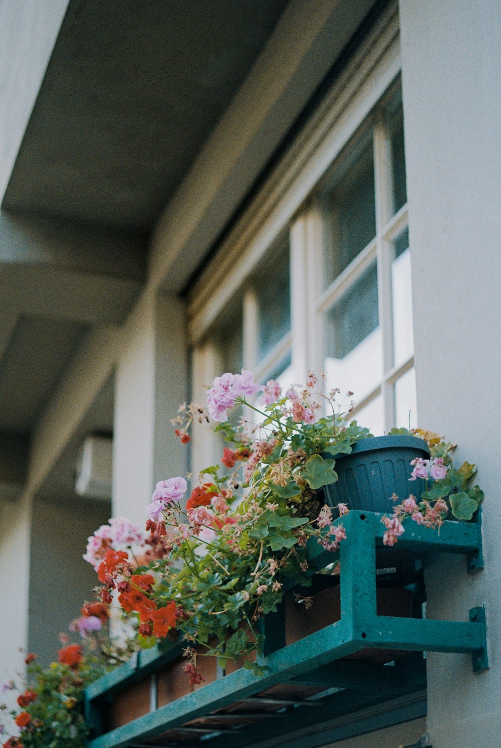 pink petaled flowers in pot near window