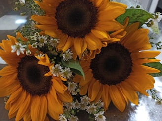 Three large sunflowers with vibrant yellow petals are surrounded by small white flowers and lush green leaves, arranged in a bouquet.