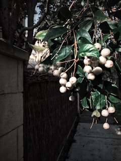 A cluster of small, round white berries hanging from a branch with dark green leaves. The berries are attached to reddish-brown stems. The background features a concrete wall partially covered with foliage and a narrow, shaded pathway.