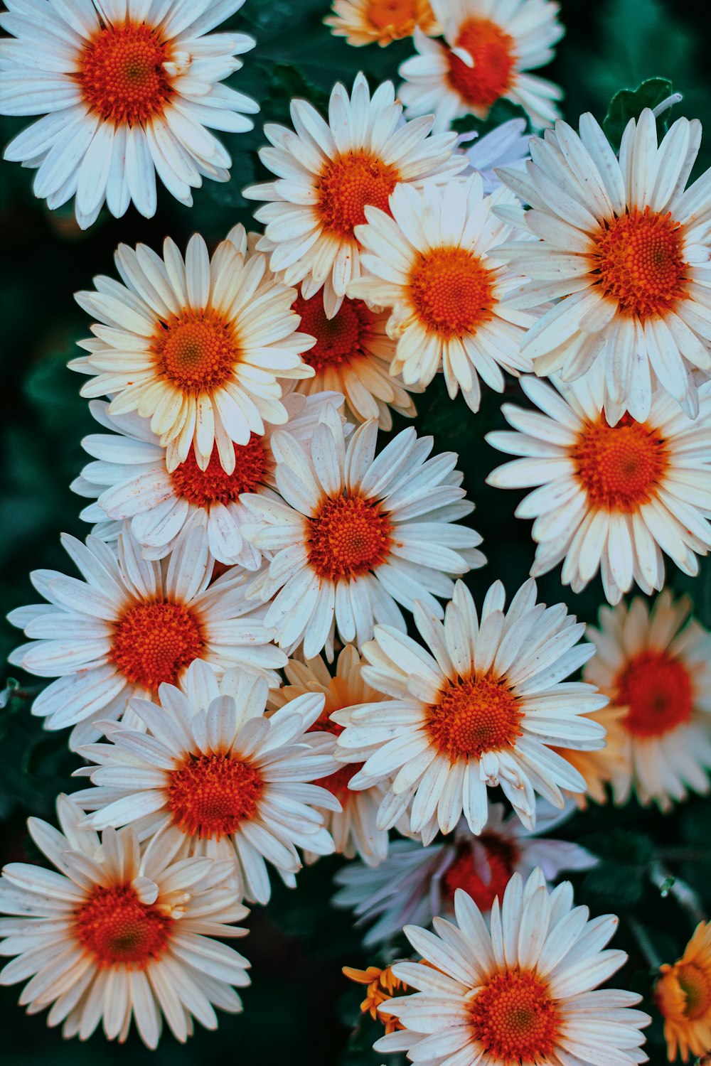 fiori bianchi e arancioni