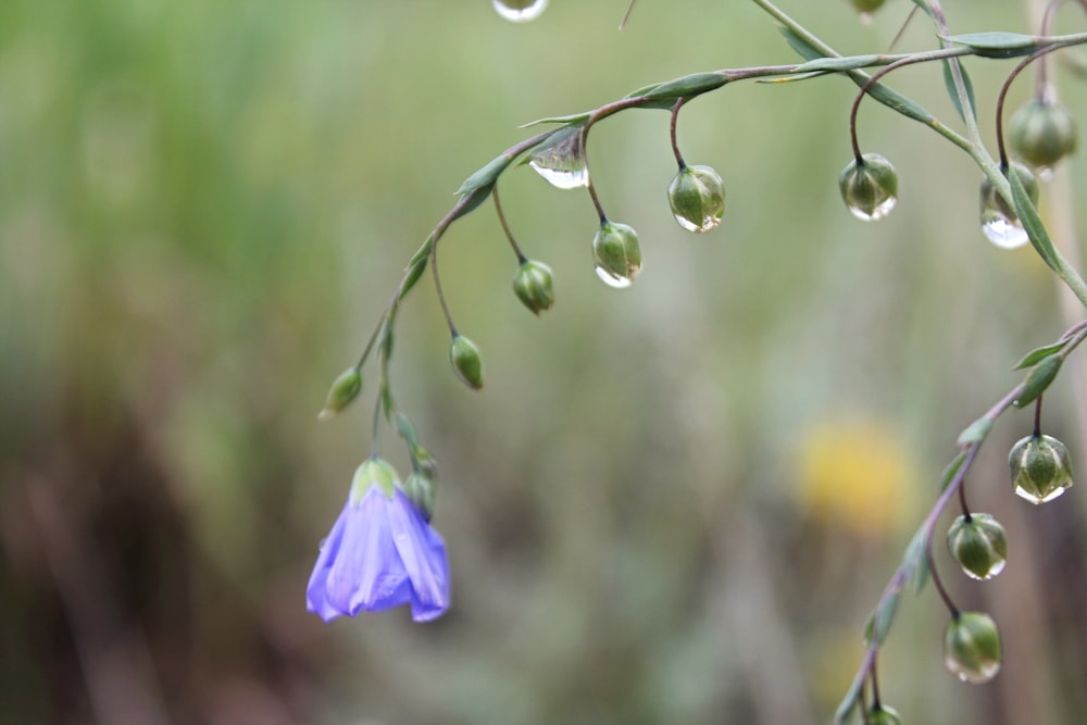 purple petaled flower blooming