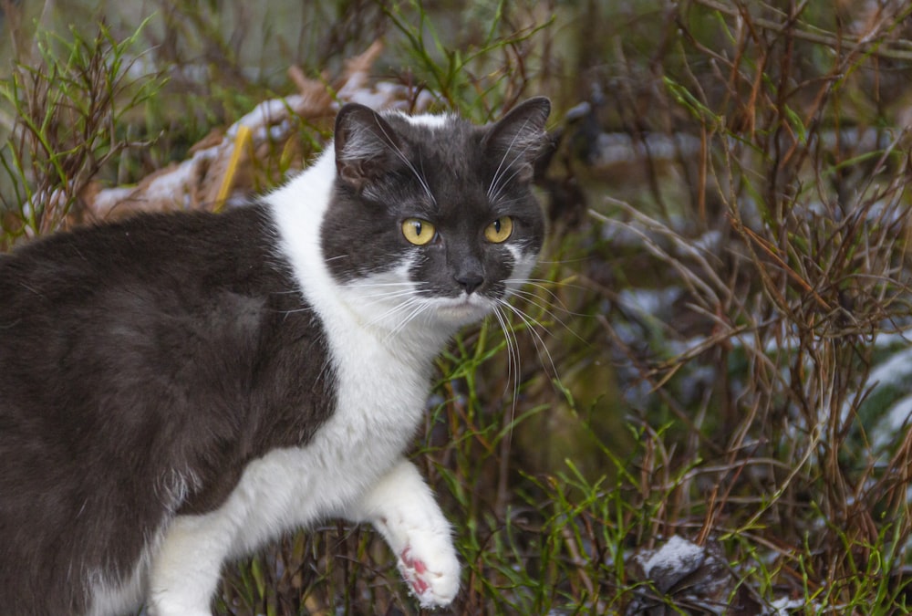 closeup photo of short-fur black and white cat walking on grass field