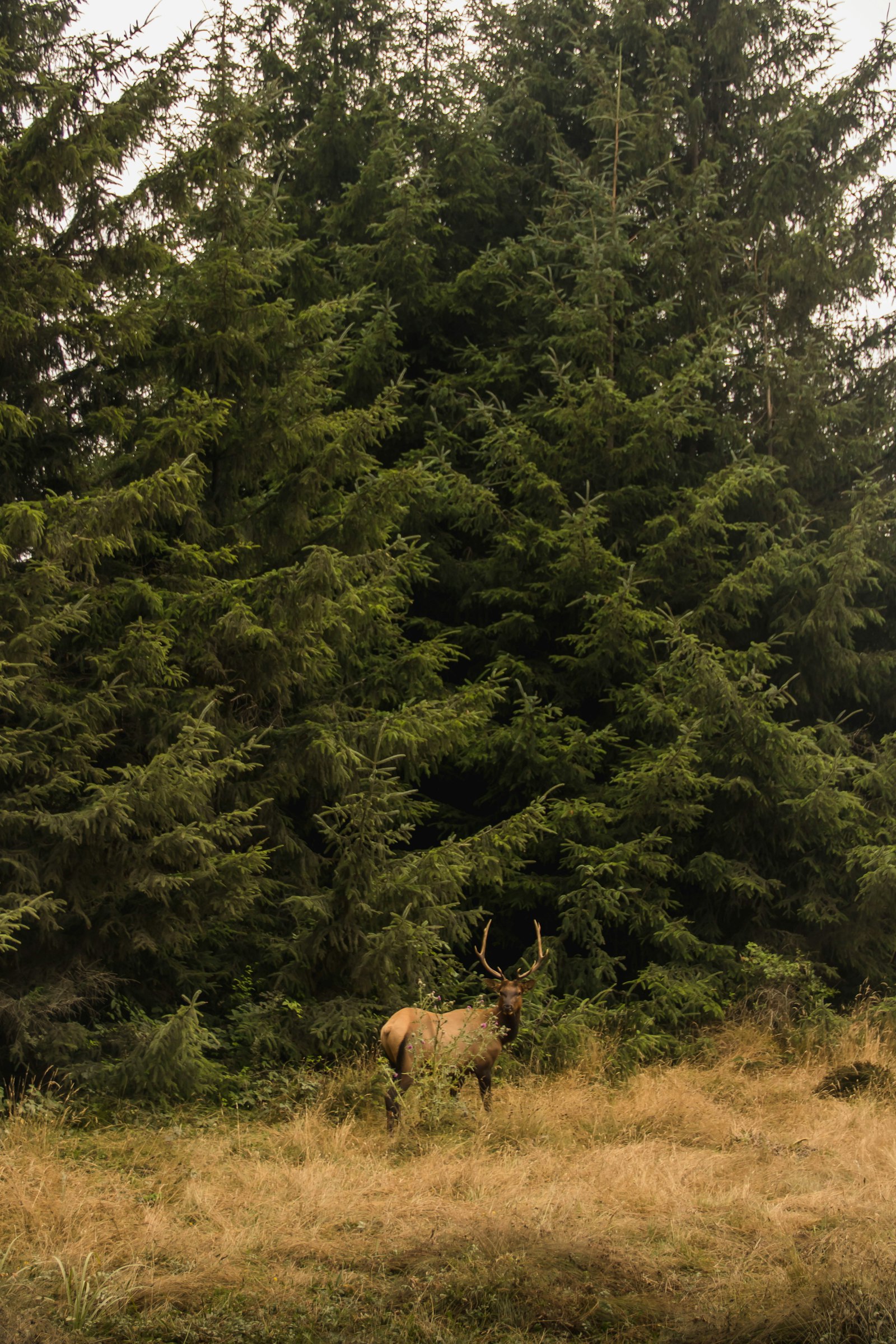 Canon EOS 750D (EOS Rebel T6i / EOS Kiss X8i) + Canon EF-S 18-135mm F3.5-5.6 IS sample photo. Deer near trees during photography