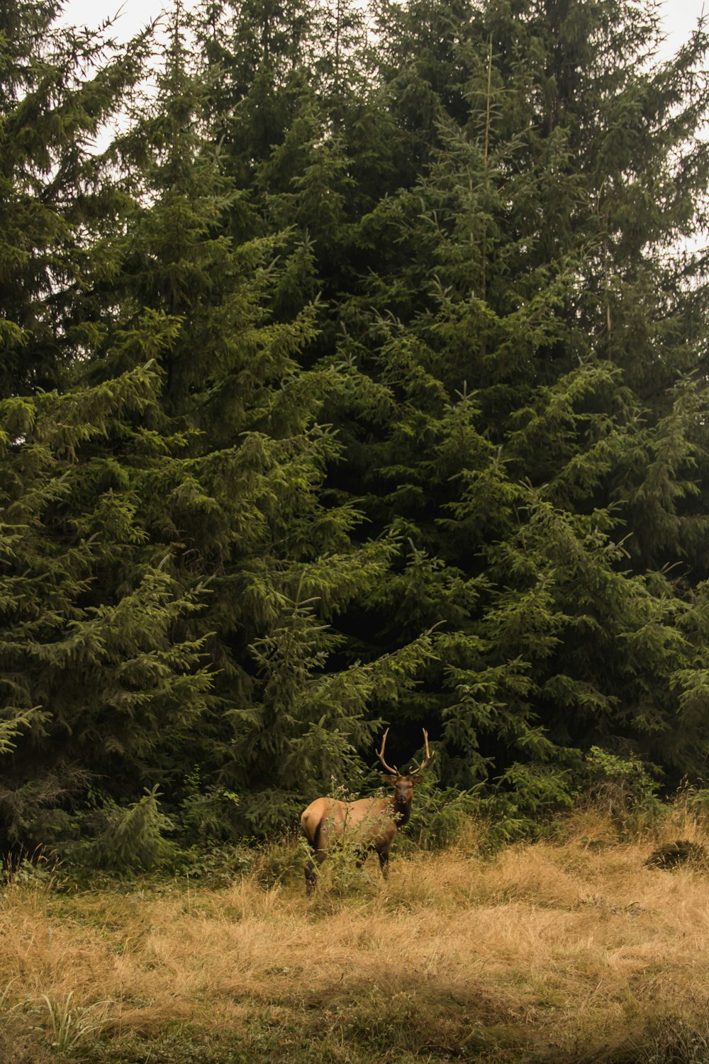 deer near trees during day