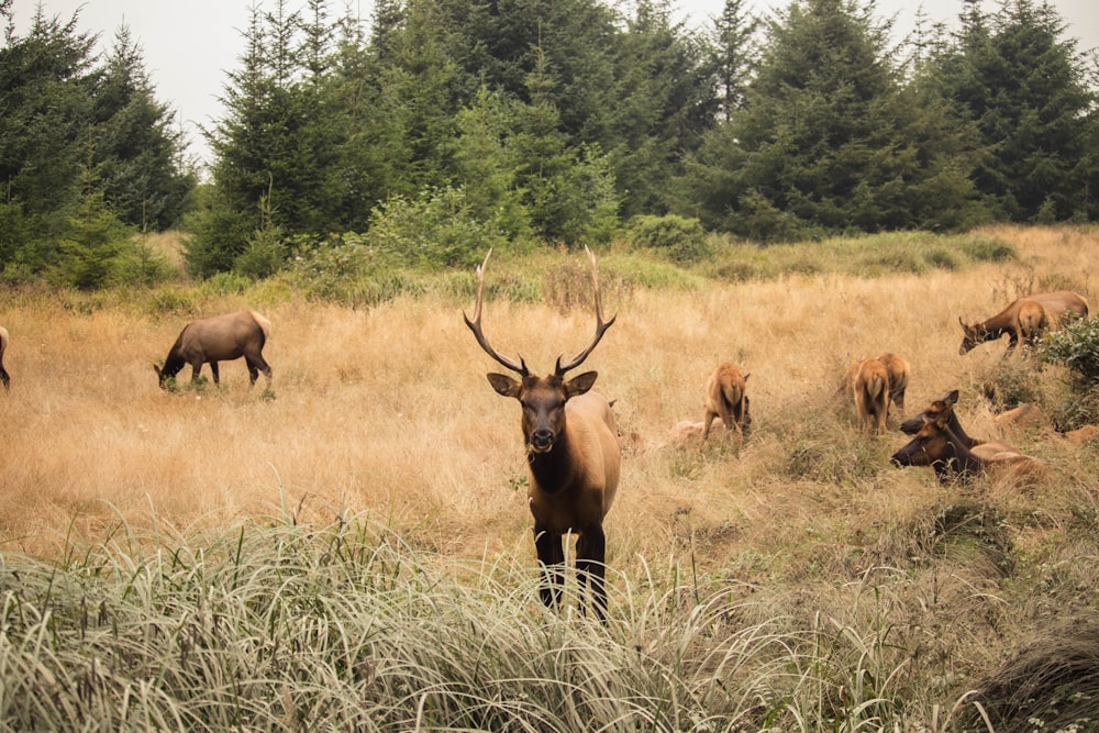 deer lot near trees