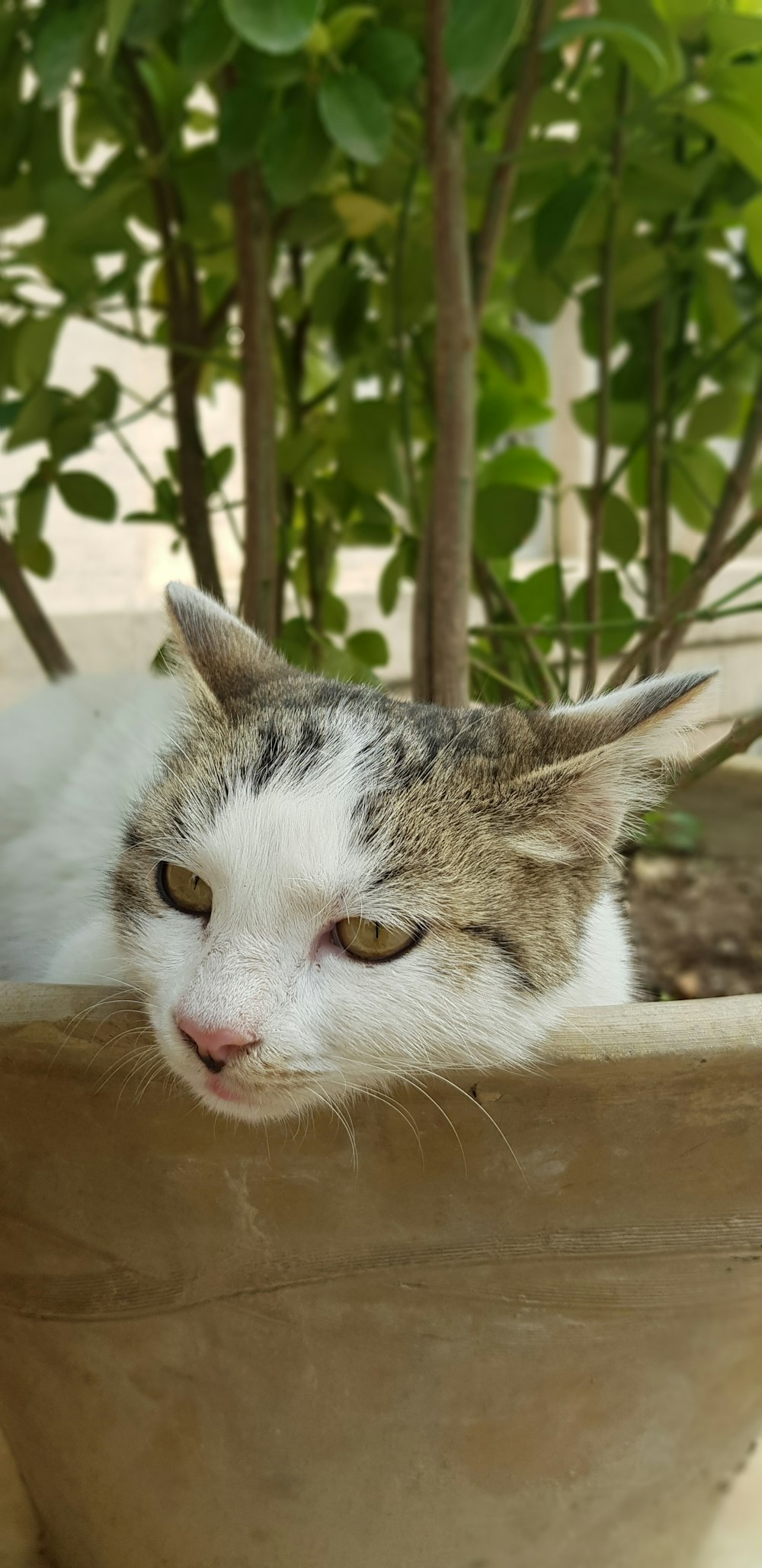 white and gray cat on pot