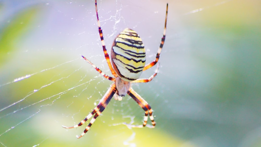 White Yellow And Red Spider Photo Free Spider Image On Unsplash