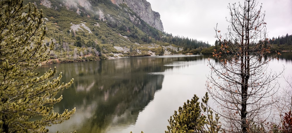 trees near body of water