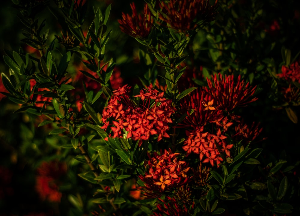 blooming red flowers