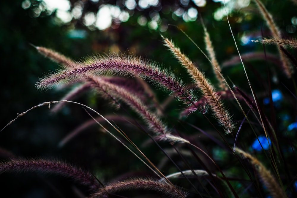 brown and purple flower