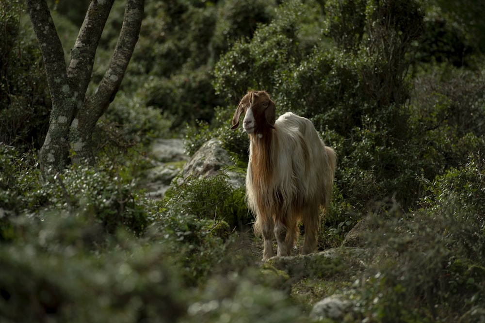 white and brown 4-legged animal on forest