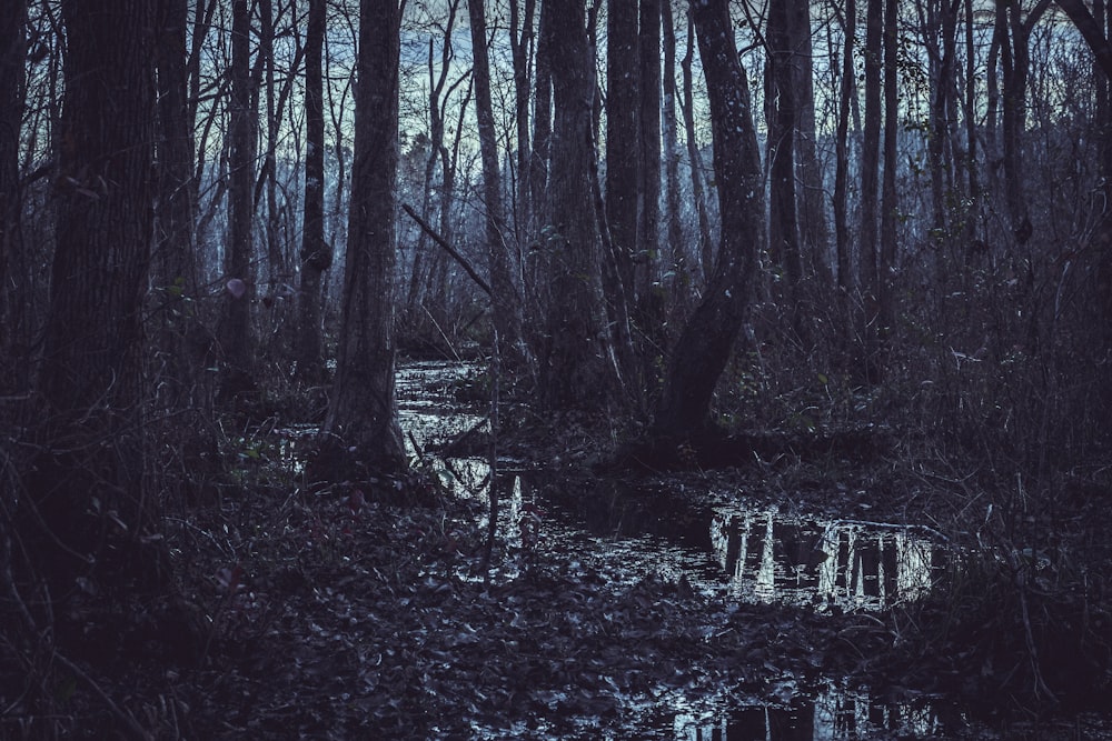 arbres pendant la journée