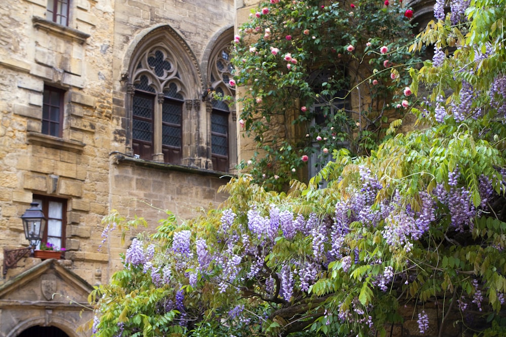 building near flowers during day