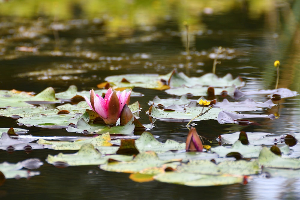 pink lotus flower