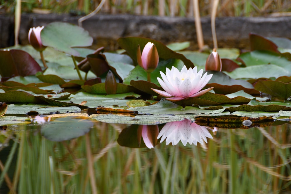 flowers floating on body of water