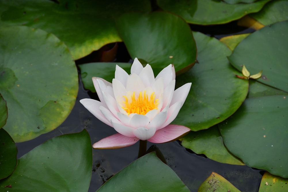 pink and white lotus flower