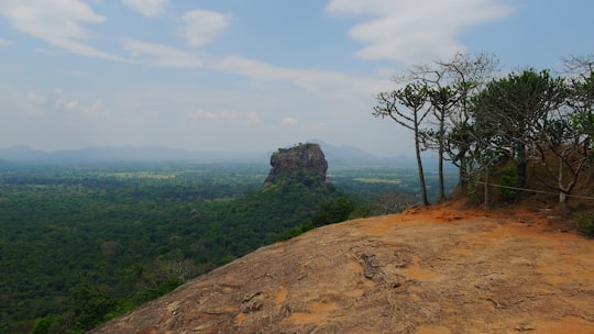 green-leafed trees in Pidurangala Rock Sri Lanka