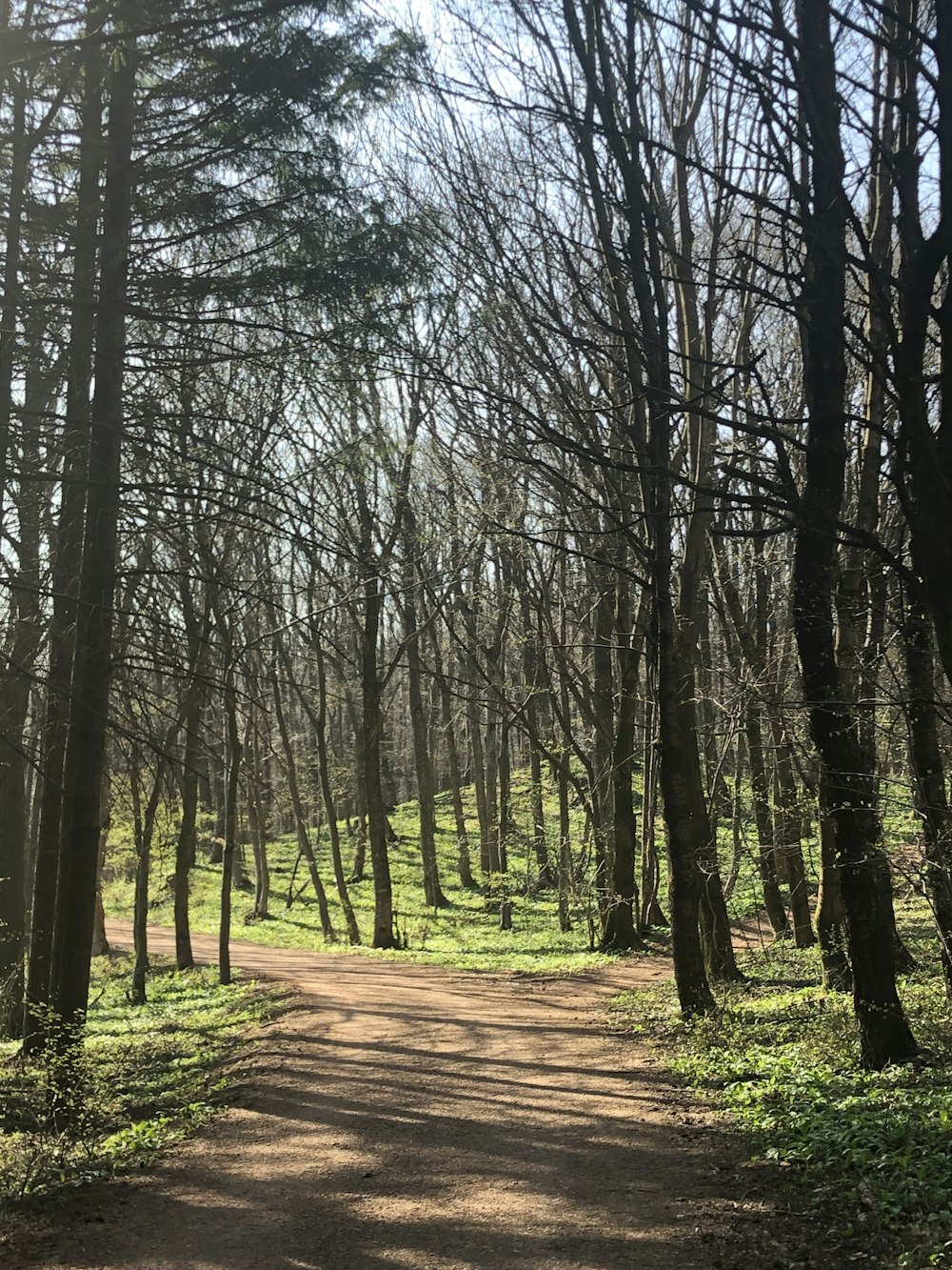 trees near road