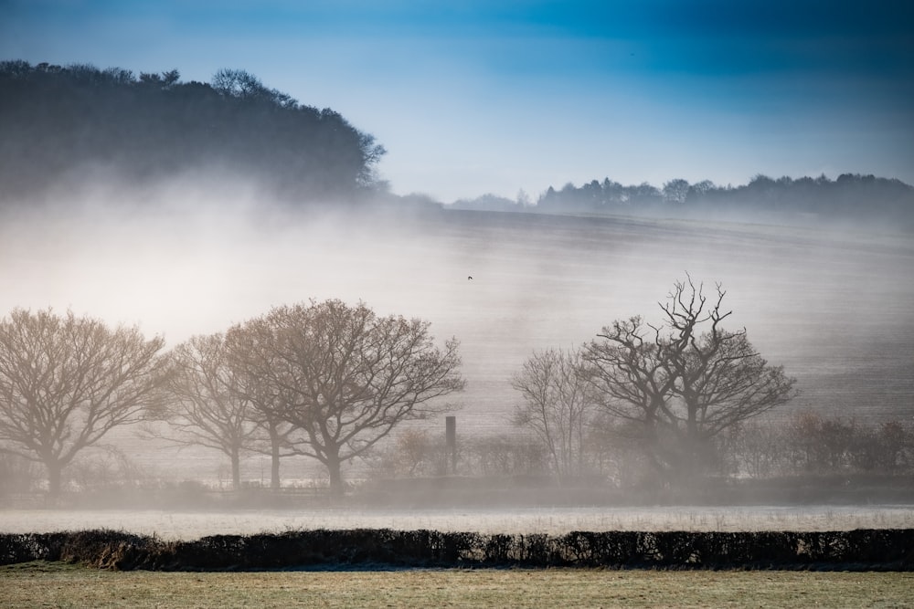 bare trees during daytime