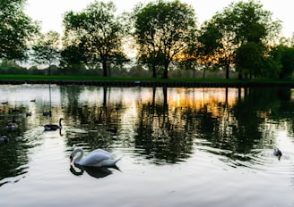 A serene lake with swans gliding gracefully across the water.