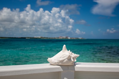 white conch shell bermuda zoom background