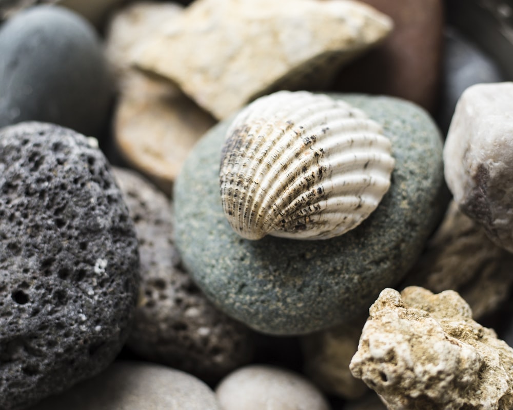 white shell on stone