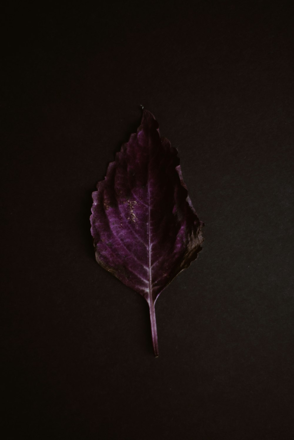 maroon leaf on black surface