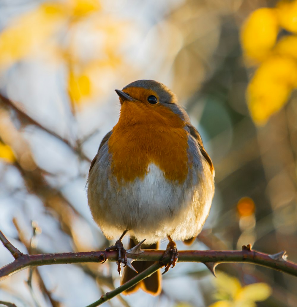 orange and white bird on tree