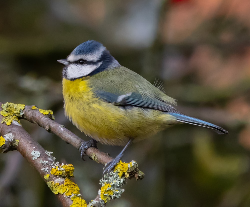 small yellow and blue bird