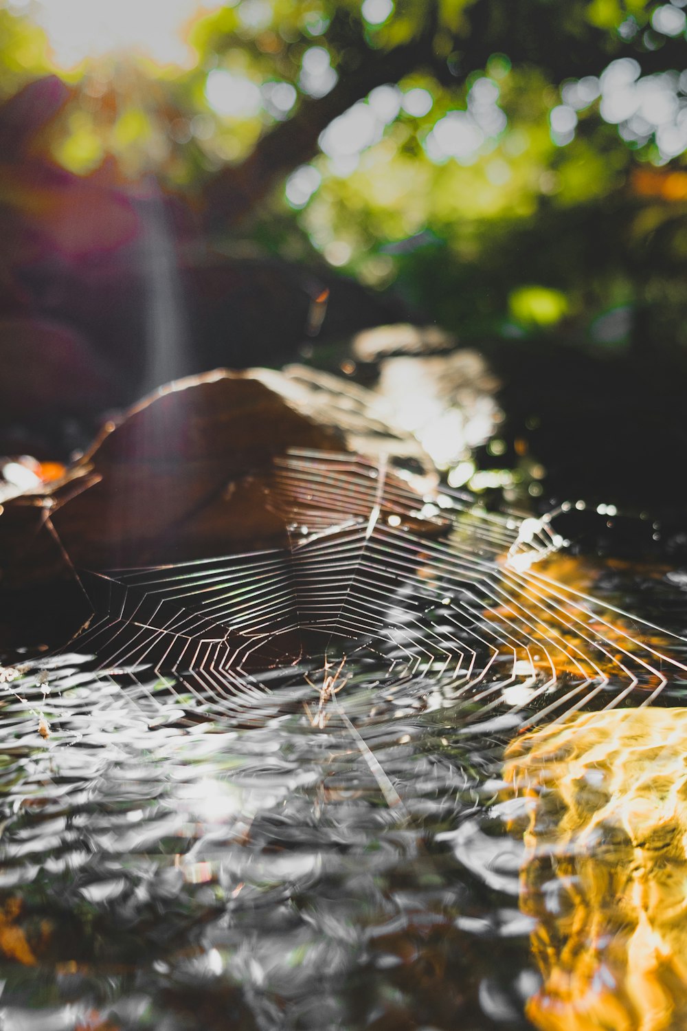 spider web on water