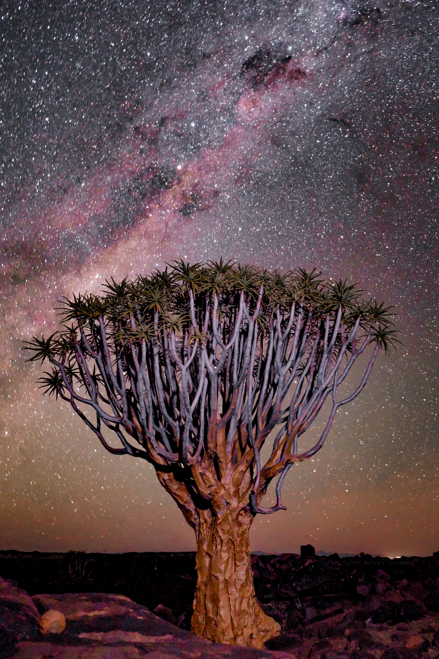 Quiver tree beneath a star-filled Namibian night sky