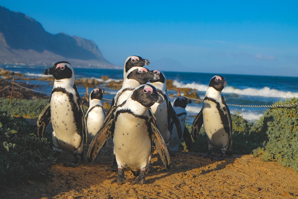grupo de pingüinos