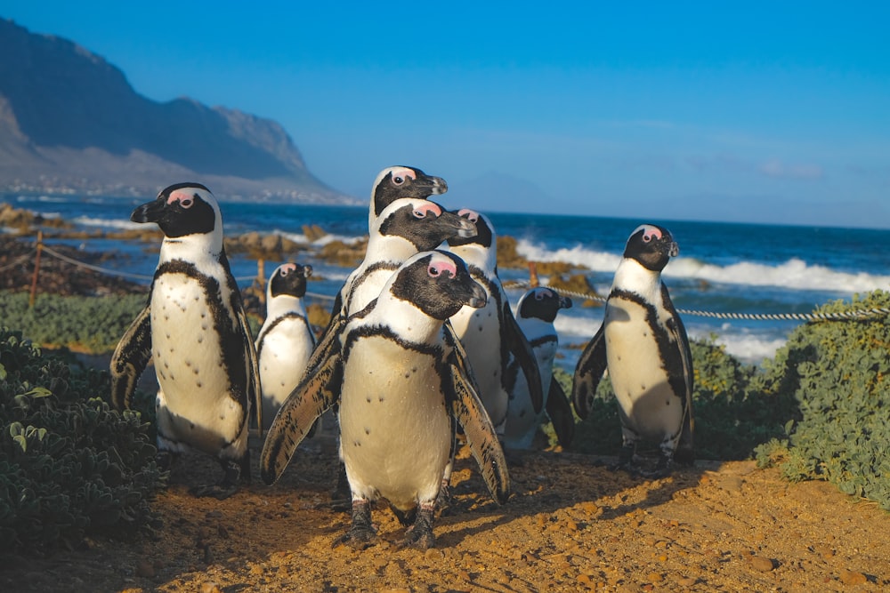 grupo de pinguins