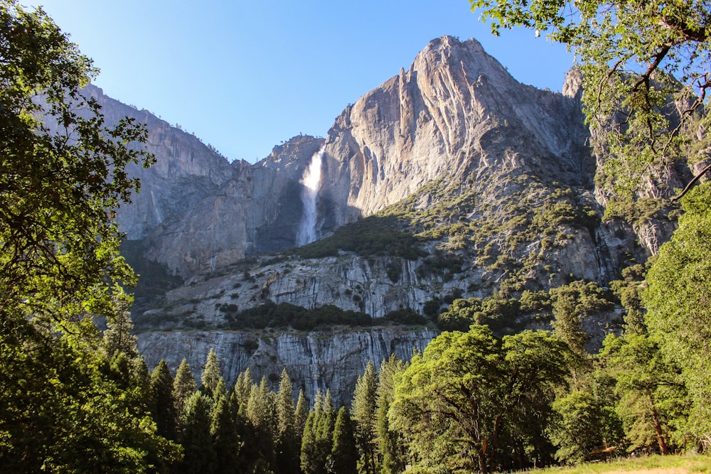 trees near mountain