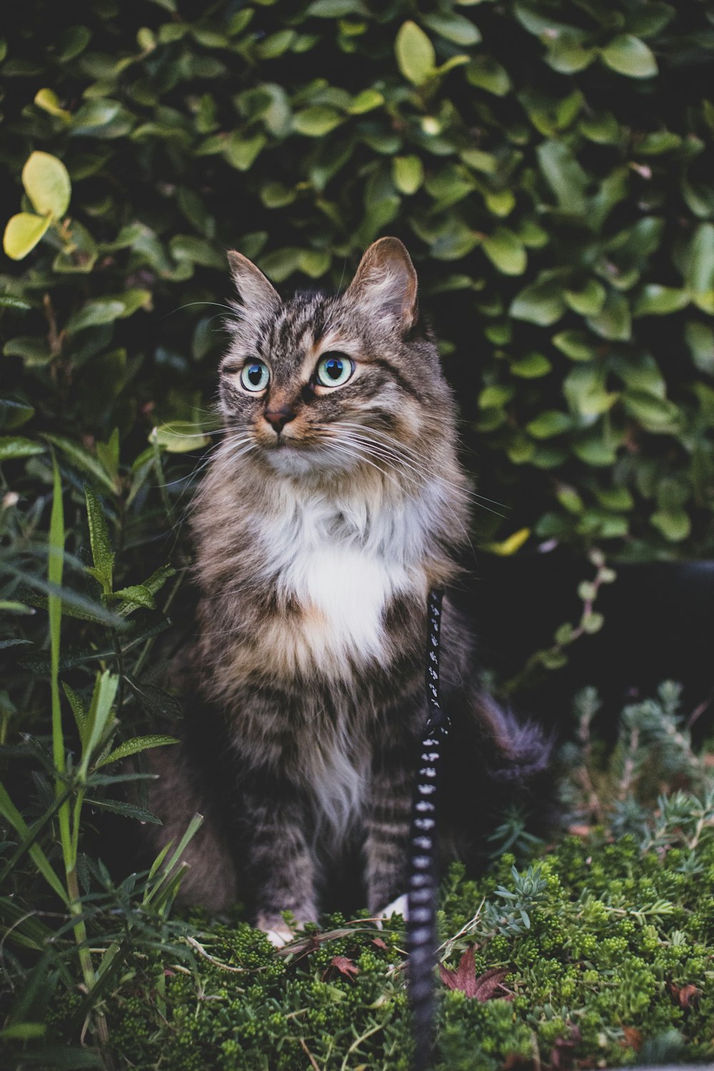 a cat sitting in the grass with a leash