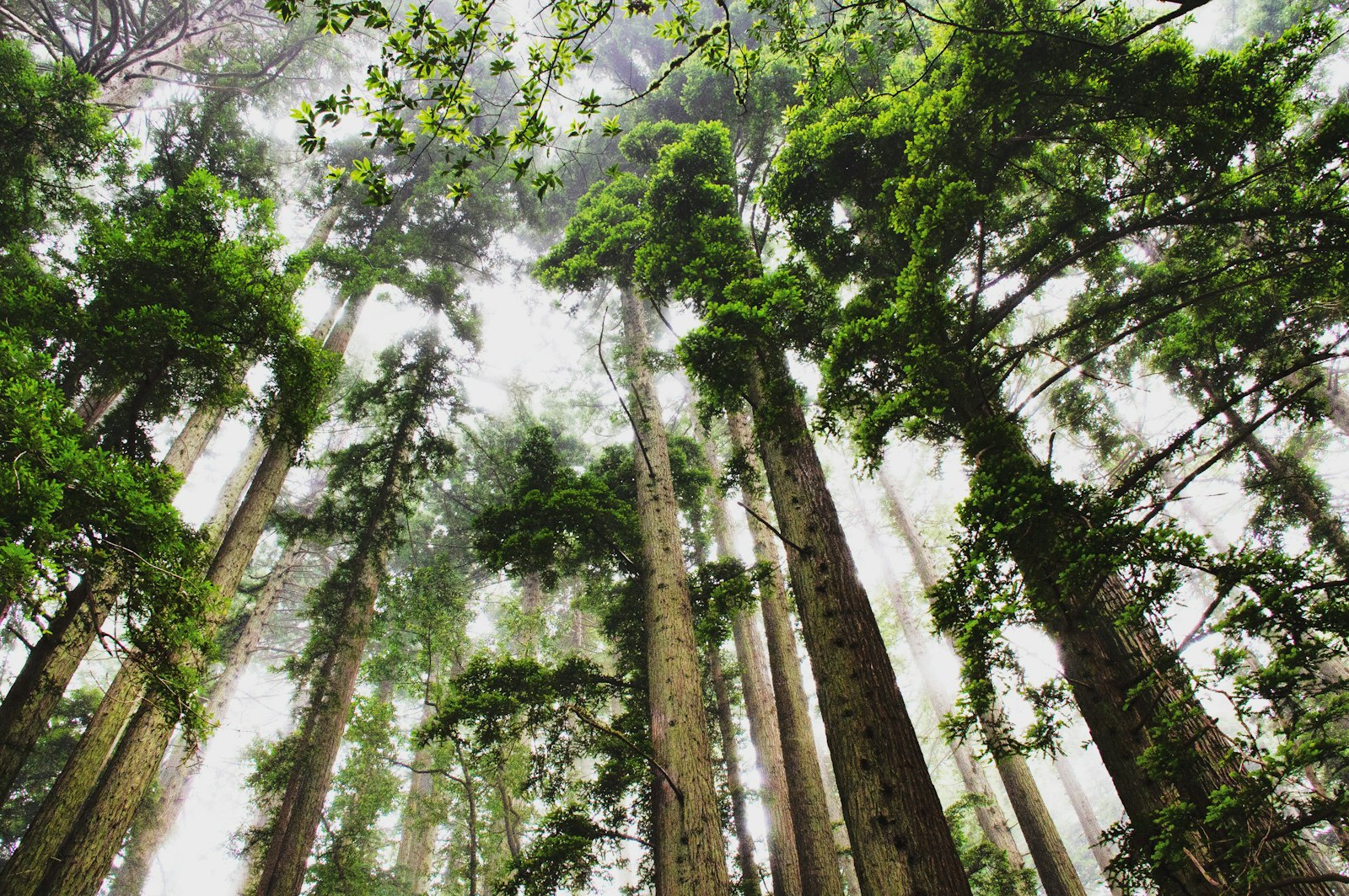 Canon EOS 650D (EOS Rebel T4i / EOS Kiss X6i) + Canon EF-S 18-200mm F3.5-5.6 IS sample photo. Trees in forest photography