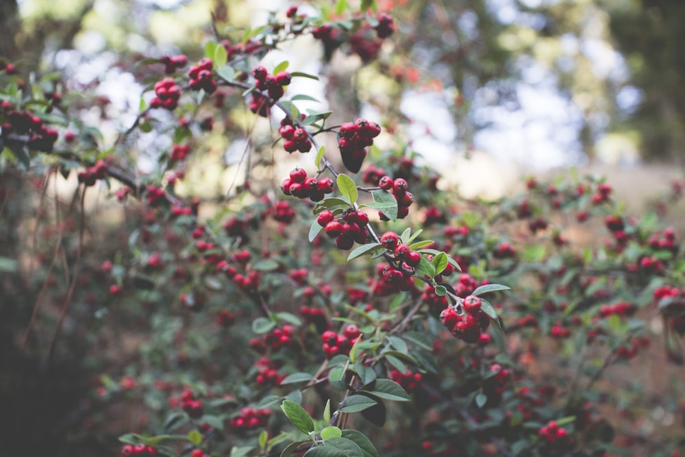 red fruits