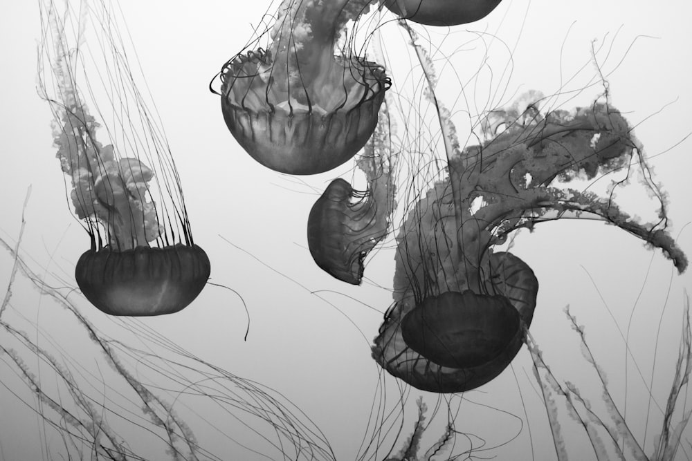 several jellyfishes