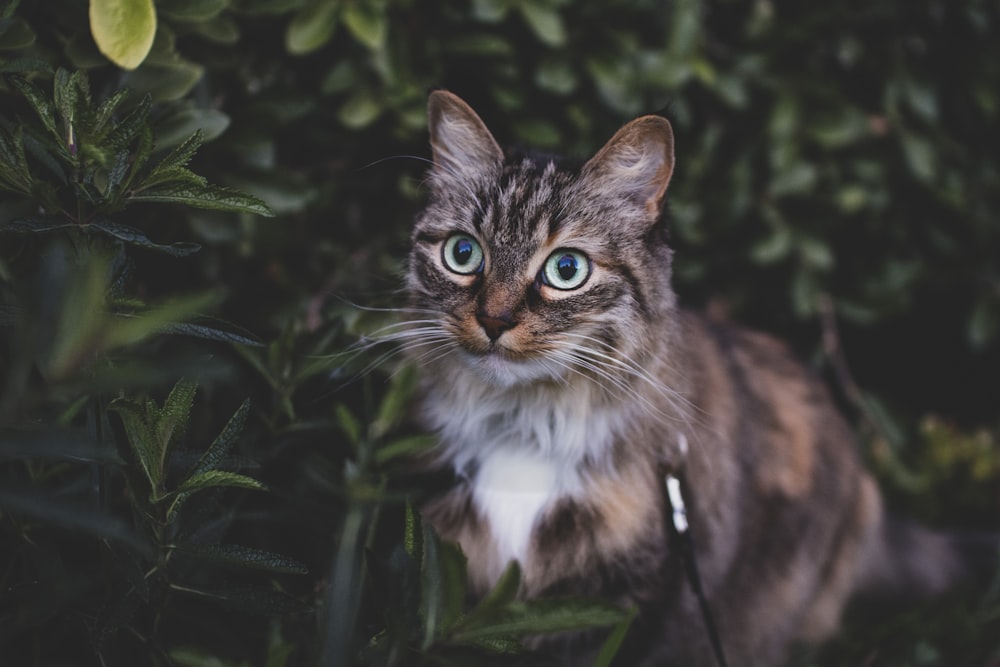 brown tabby cat