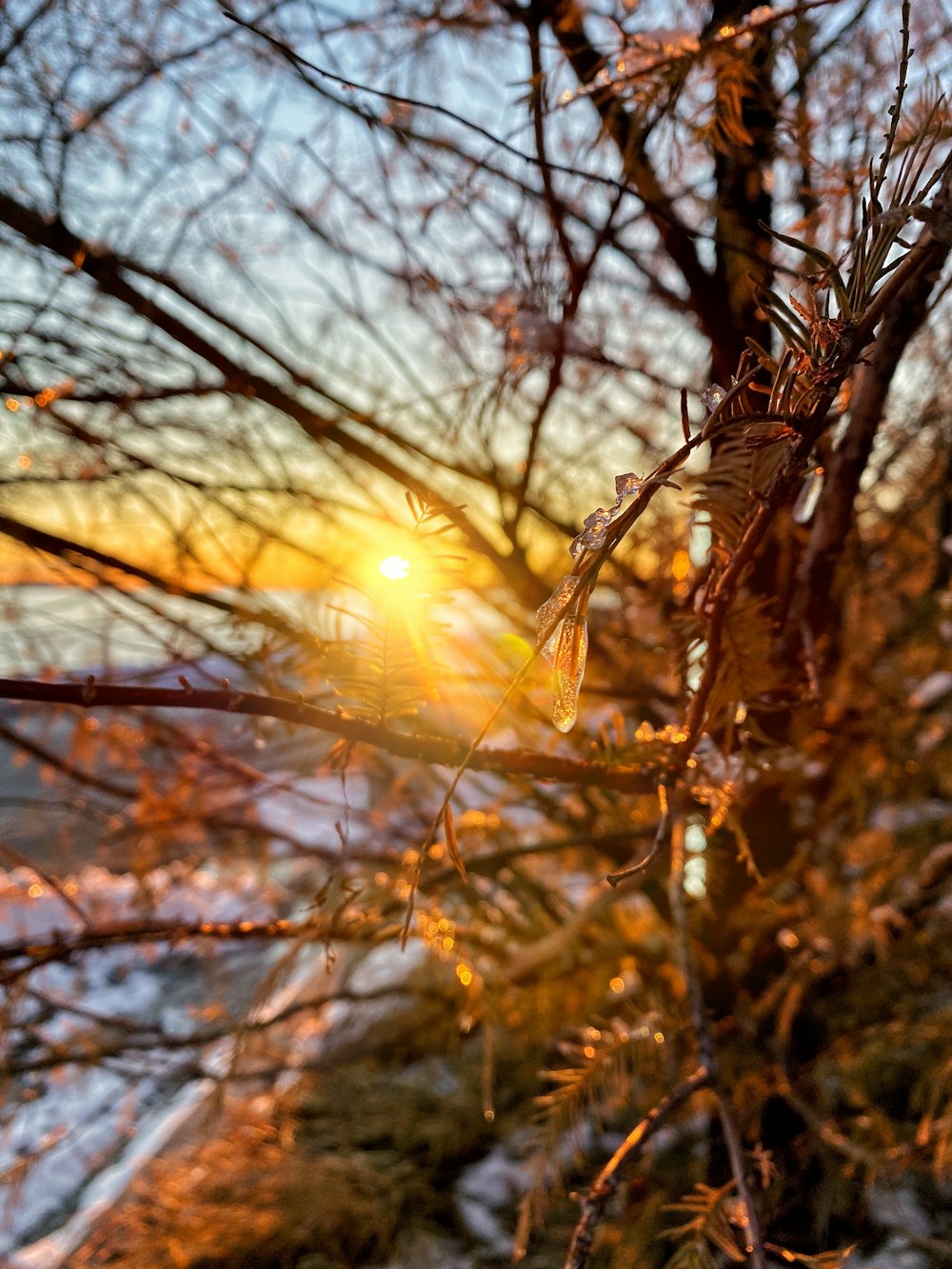 closeup photo of tree