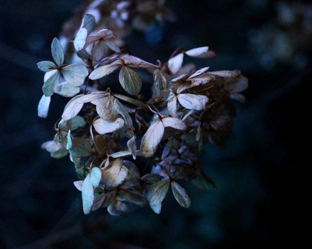 green-leafed plant