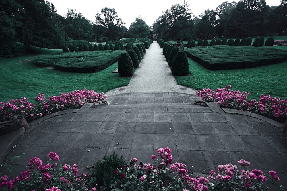 pink rose flower garden near green field