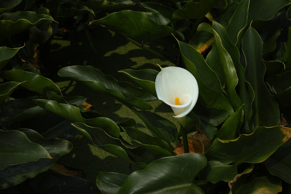 white calla lily flower